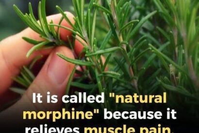 Thumbnail for A Natural Ally for Seniors: Key Benefits of Turmeric (Featuring Soothing Golden Milk) A Warm, Anti-Inflammatory, and Comforting Beverage Made with Healing Turmeric, Warm Milk, and Spices