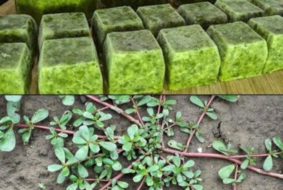 Thumbnail for What Happens to Your Body When You Eat Purslane Every Day — Especially After 60