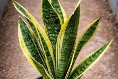Thumbnail for If You Have This Plant in Your House, Then You Have a Snake Plant